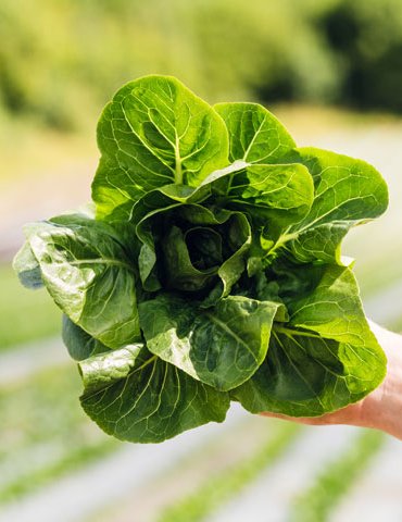 Hjertesalat