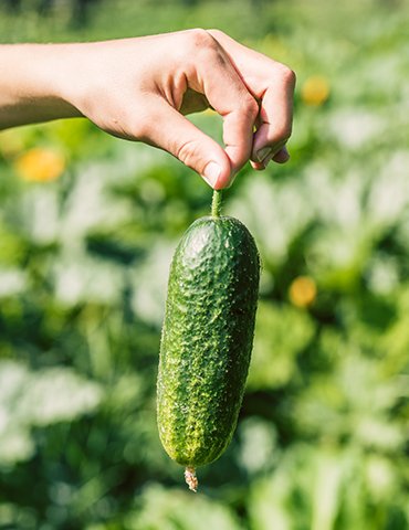 Squash